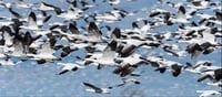 Bird migration in India...let's know...